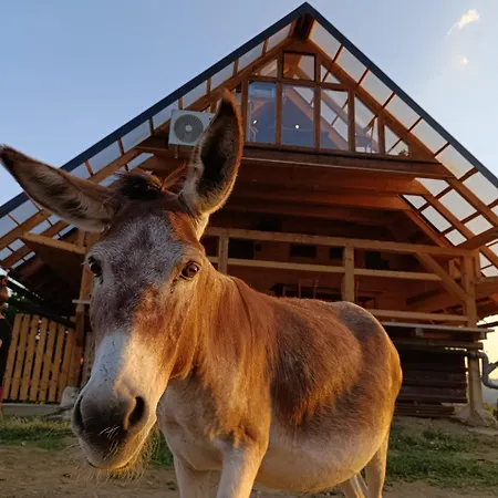 Magarija 1 * Dimitrovgrad