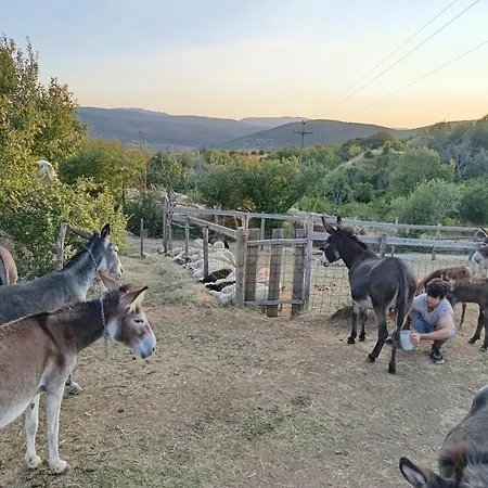 Magarija 1 * Dimitrovgrad